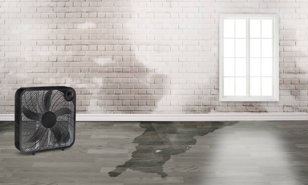 Best Mold removal after water damage  in Danville, CA